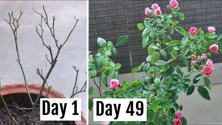 How to Deal with an Unhealthy Dead Rose Bush