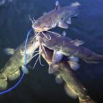 The World Record Bullhead Catfish: Unbelievable Sizes & Stories