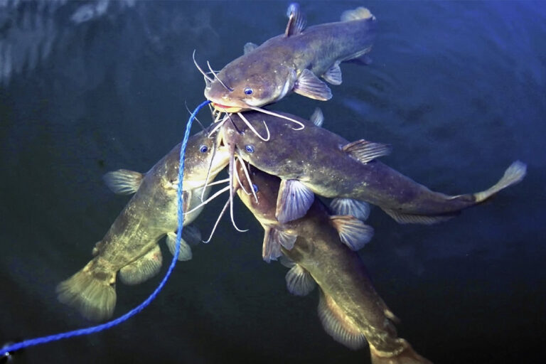 The World Record Bullhead Catfish: Unbelievable Sizes & Stories