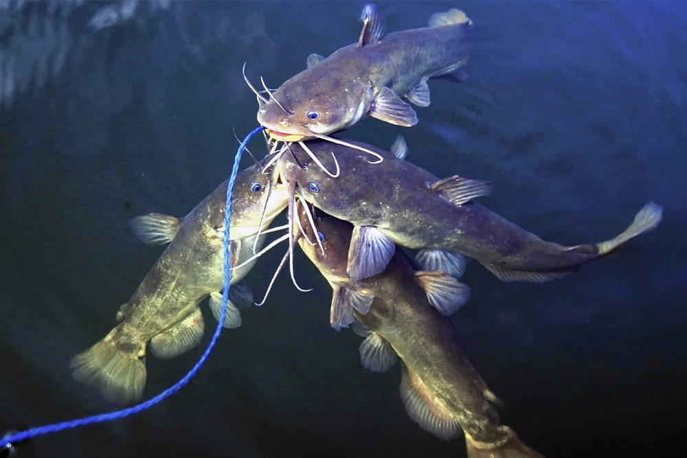 The World Record Bullhead Catfish: Unbelievable Sizes & Stories