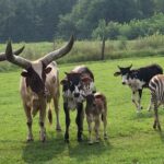 Exploring Shipshewana Animal Farm: A Family-Friendly Adventure