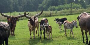 Exploring Shipshewana Animal Farm: A Family-Friendly Adventure
