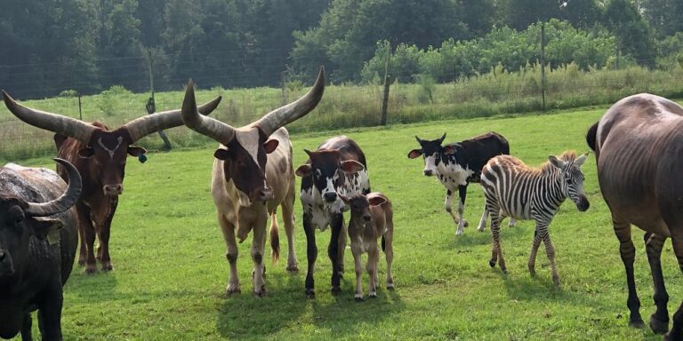 Exploring Shipshewana Animal Farm: A Family-Friendly Adventure
