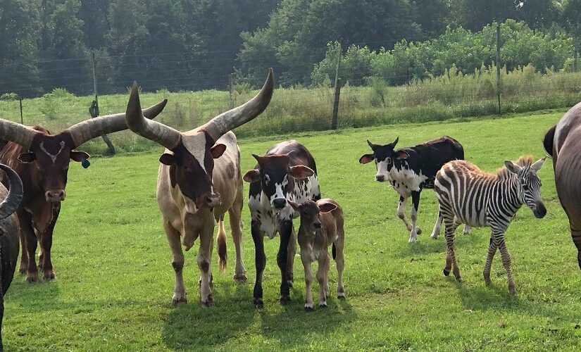 Exploring Shipshewana Animal Farm: A Family-Friendly Adventure